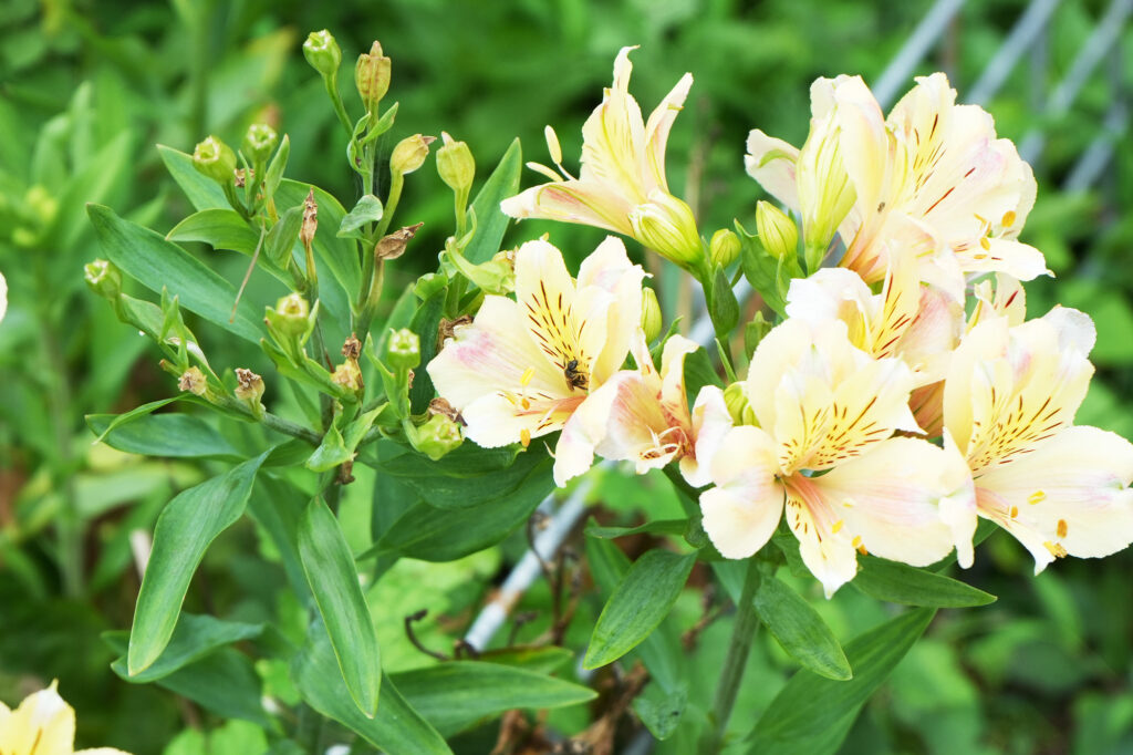 対馬の花